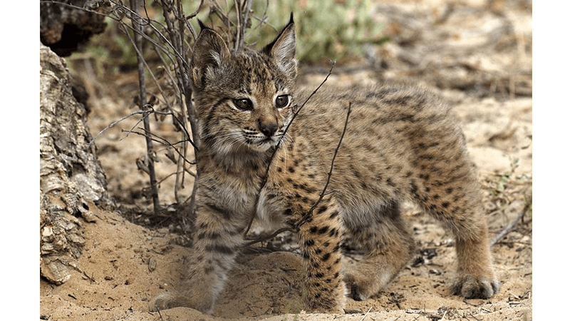 Saving a Fussy Predator, the Lynx