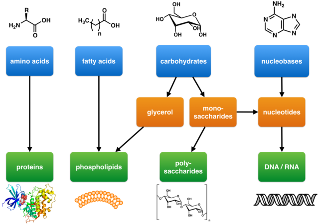 macromolecules