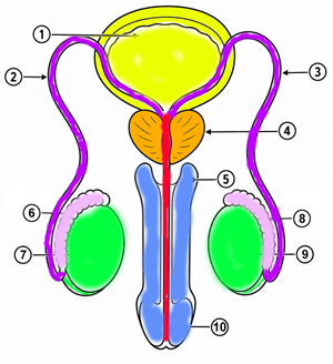 male reproductive system