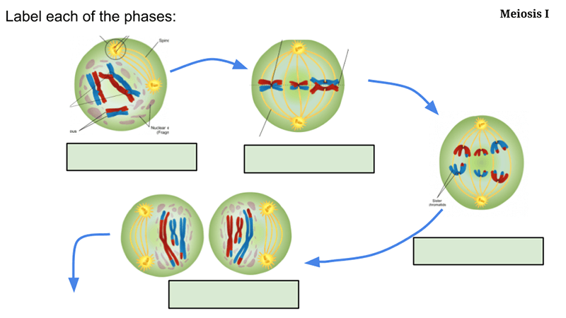 Modeling Meiosis and Independent Assorting Using Slides