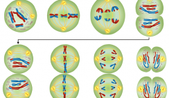 Featured image of post Key Mitosis Coloring Worksheet Answers Mitosis and the cell cycle