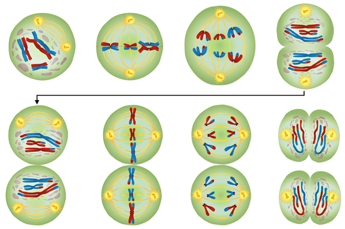 meiosis phases