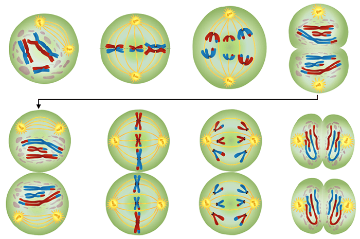 meiosis-worksheet-answer-key-2022