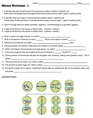 assignment on meiosis pdf