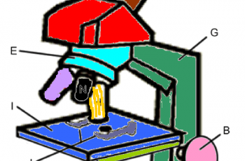 Color the Parts of a Microscope