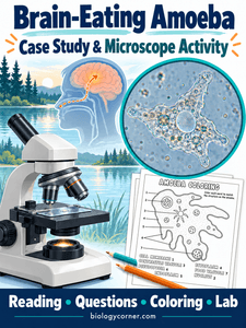 brain eating amoeba activity