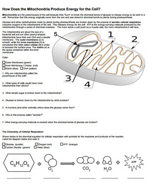 worksheet