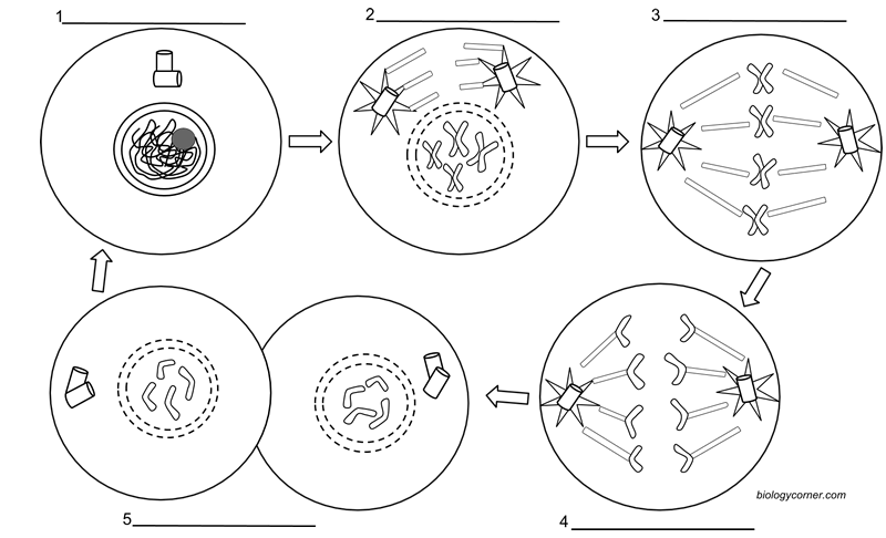 Cell Cycle And Mitosis Worksheet