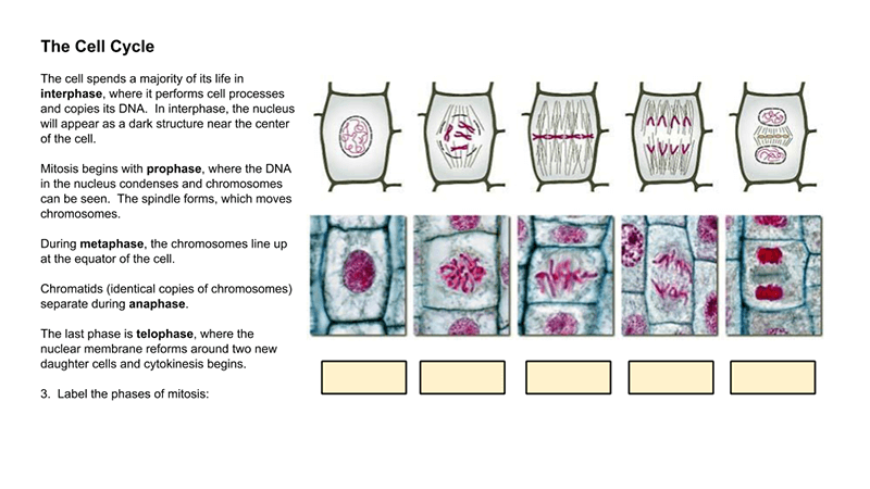 Investigation: Mitosis