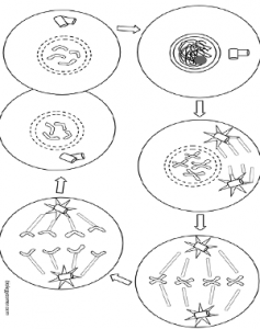 Mitosis Coloring