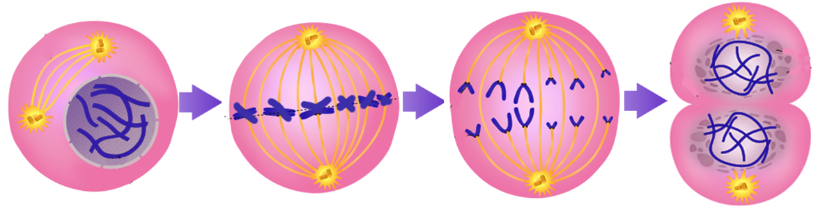 mitosis