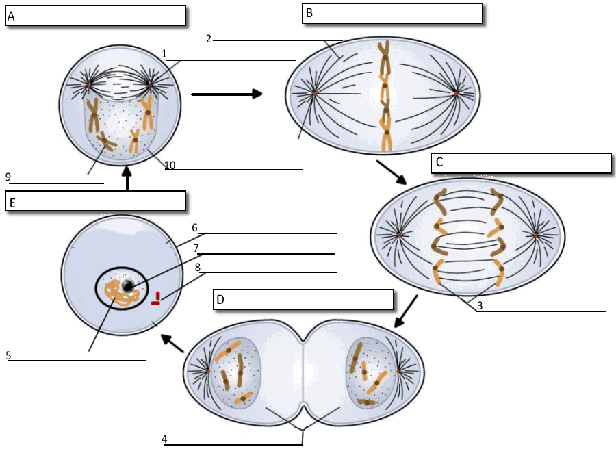 Cell Cycle Labeling