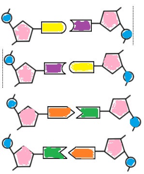 Construct A Dna Model