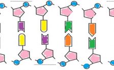 Construct a DNA Model