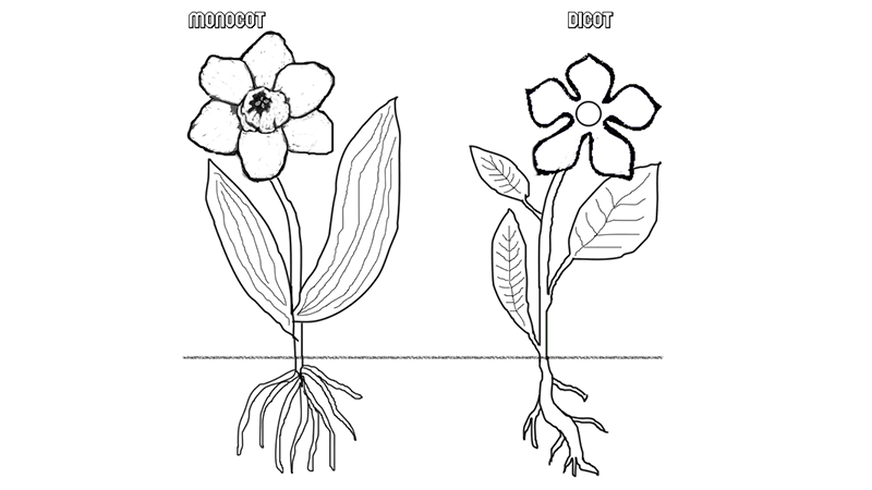 Comparing Monocots and Dicots with Coloring