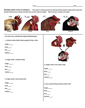 Genetics Of Chicken Combs Genetics Of Chicken Combs