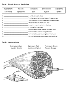 muscle worksheet