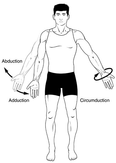 muscle adduction