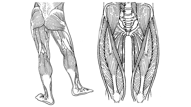 How to Teach the Muscles of the Human Body