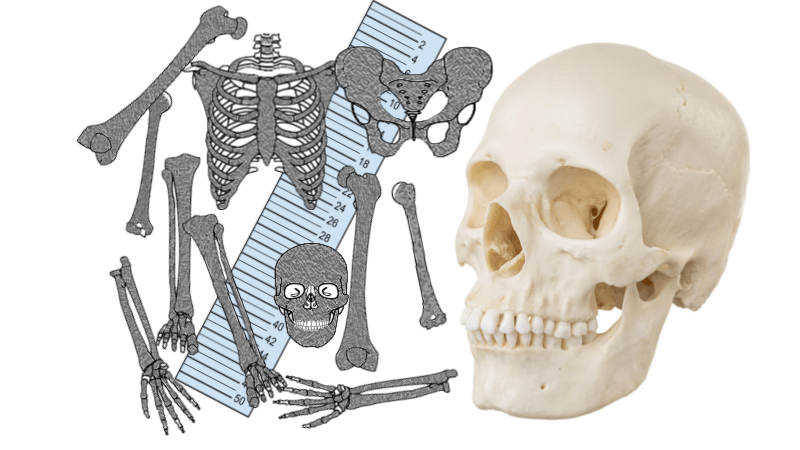 Forensics Activity: The Mystery of the Bones