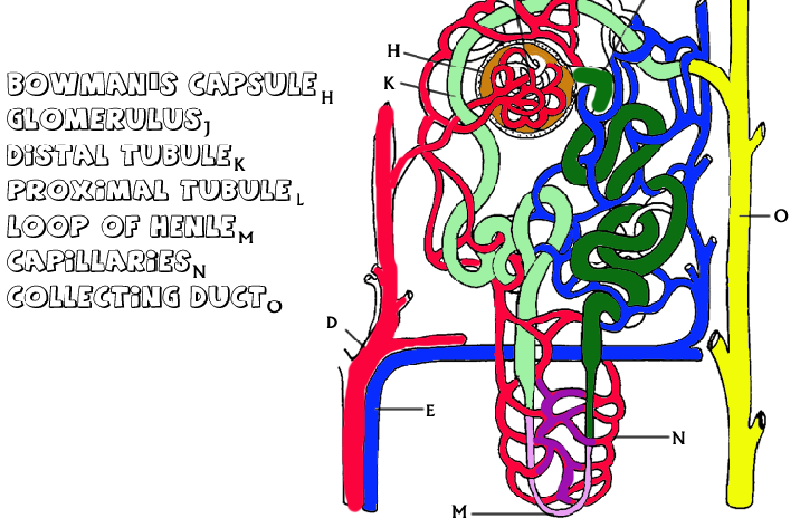 Anatomy of the Kidney and Nephron