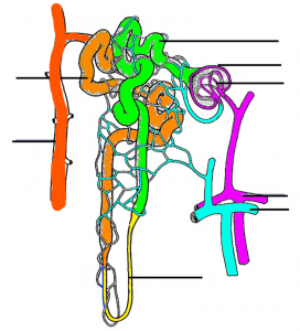 Urinary System – Label the Kidney and Nephron
