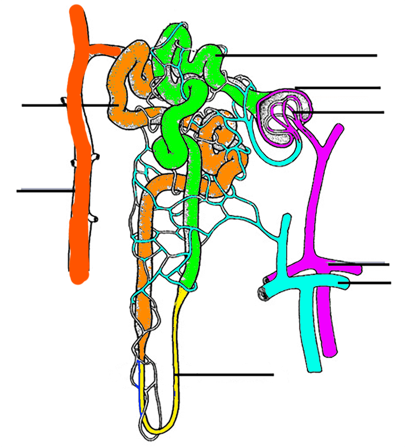 nephron