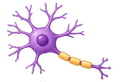 neuron