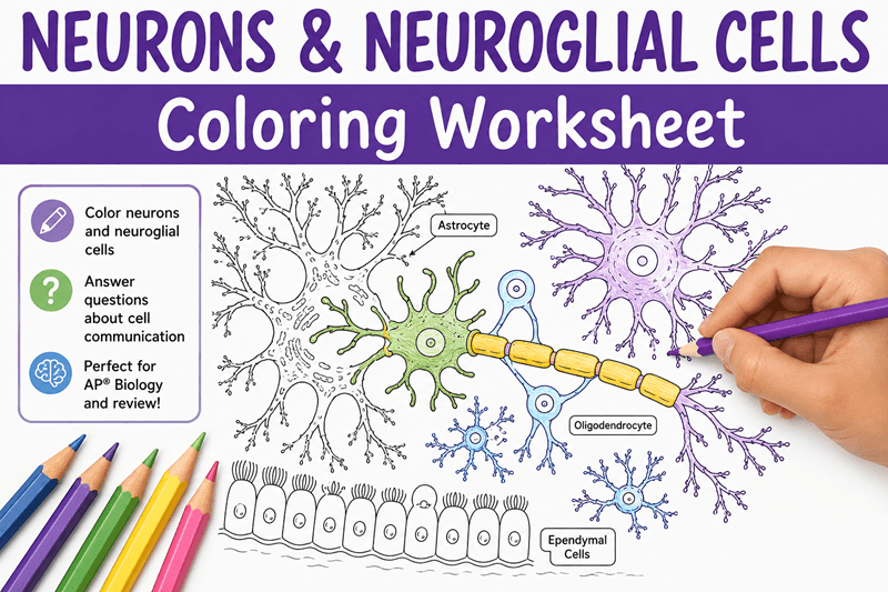 Color the Neuron and Neuroglia