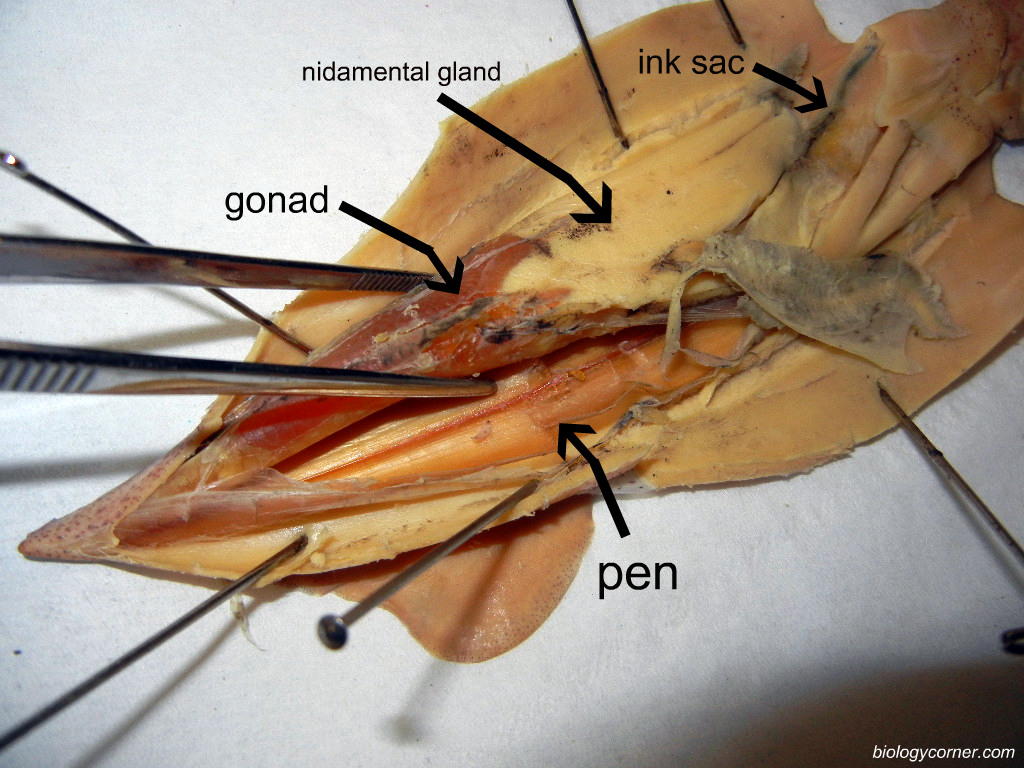 Squid Dissection