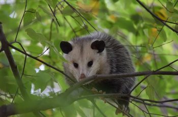 Data Analysis:  Virginia Opossum and Color Variations