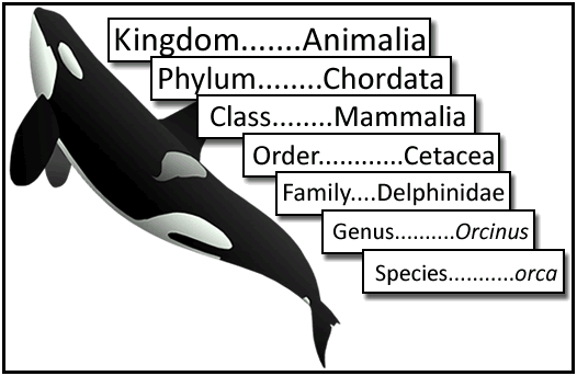 How To Explain Taxonomy How To Explain Taxonomy