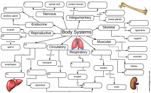 Body Systems Graphic Organizer