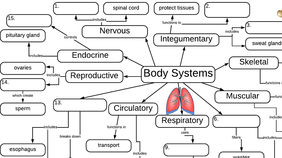 Organ System Flow Chart