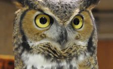 Investigation: Owl Pellets