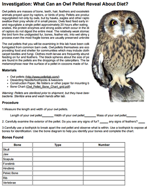 Owl Pellet Skeleton Reconstruction Chart