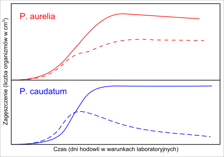 Population Biology with Paramecium Caudatum