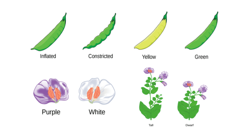 Peas, Please! – A Practice Set on Mendelian Genetics