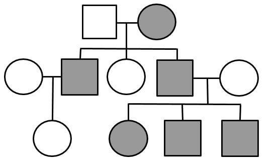 Pedigree Chart Examples