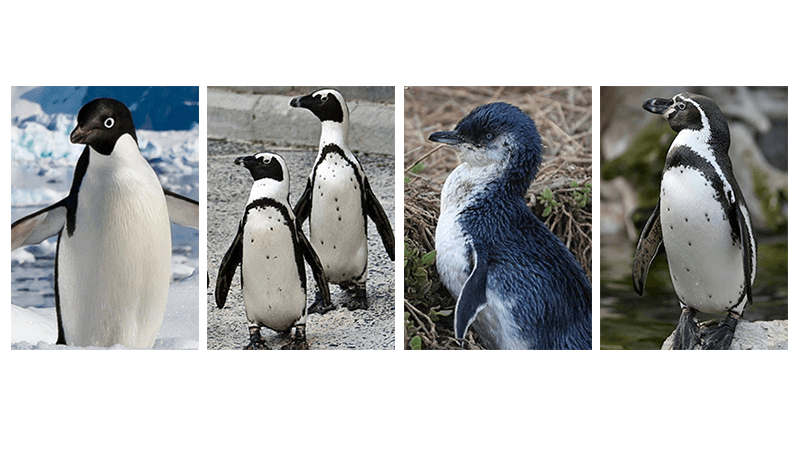 Identifying Penguin Species with Restriction Enzymes
