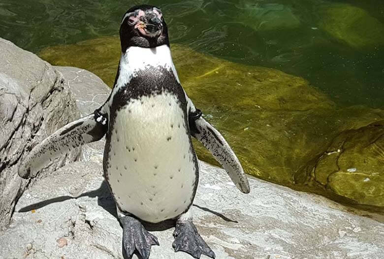 penguin