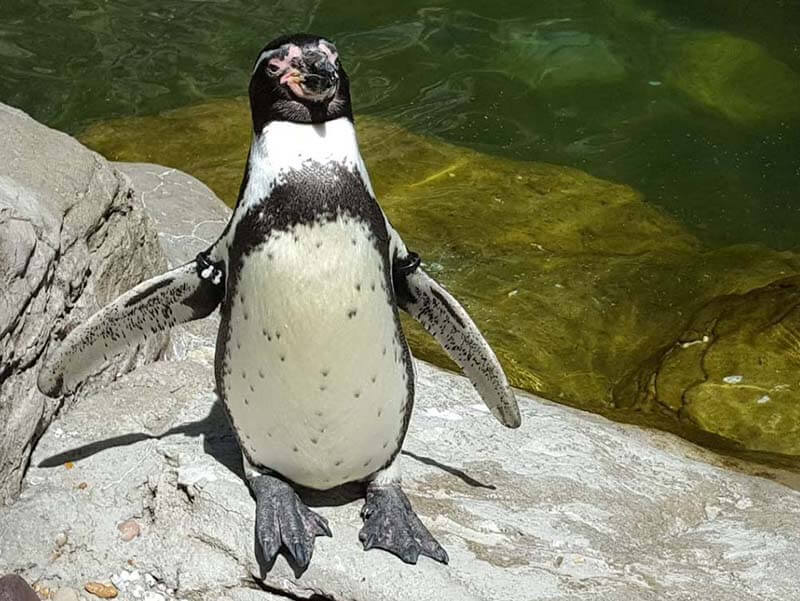 Students Create a Presentation about a Biome