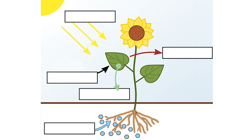 Photosynthesis Label