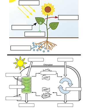 biology worksheet photosynthesis
