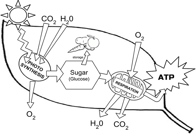 reactants and products of photosynthesis