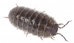 pillbug