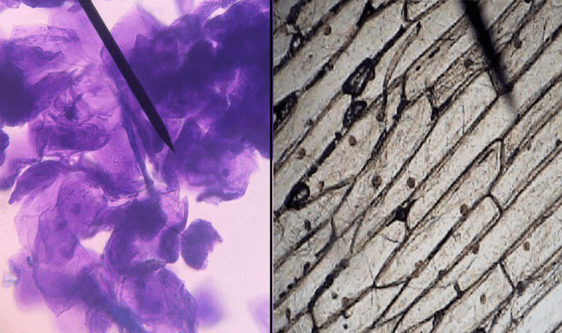 Investigation: Comparing Plant and Animal Cells