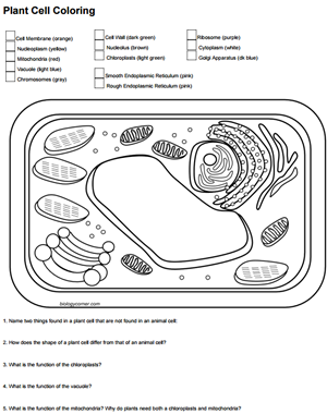 Color A Plant Cell And Identify Functions Color A Typical Plant Cell