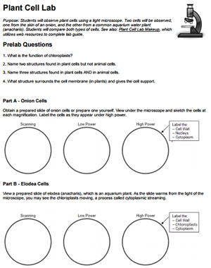 plant-cell