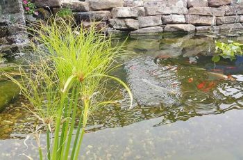 Investigation: What Organisms Are Found in Ponds?